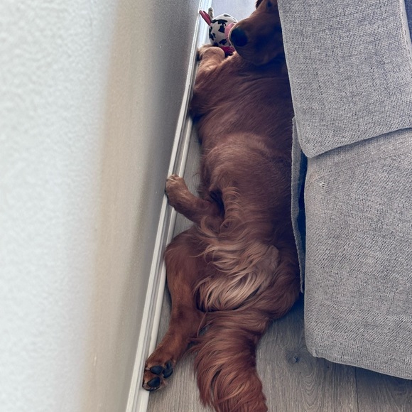 NEW LISTINGS WEEKLY!!! Hello gorgeous, I’m a Posh Mentor! - Picture 9 of 11